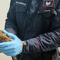 Eboli, Carabinieri Forestali salvano un falco ferito 