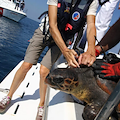 Eboli, rilasciata in mare la tartaruga "Caretta Caretta": era stata soccorsa la scorsa settimana 