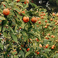 Emergenza fitosanitaria, l’assessore regionale Caputo assicura sostegno per arginare la mosca orientale della frutta