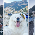 "Felix The Samoyed": il samoiedo più amato del web conquista Positano con le sue foto virali 