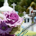 Fiori rubati dalle tombe, ladri in azione al cimitero di Cava de' Tirreni 