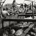 Foto Industria: Favignana vista da Herbert List