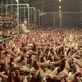 Foto Industria: Henk WildSchut e l'industria alimentare