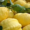 Furti di limoni in Costiera amalfitana, l'allarme di Coldiretti