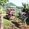 I bambini dell'Asilo nido in "Fattoria"