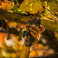 I colori dell'autunno illuminano i vigneti di Tenuta San Francesco negli scatti di Fabio Fusco