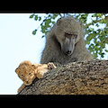 Il cucciolo di leone rapito al Kruger Park: ecco il colpevole!