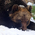 L'Abruzzo dice addio al suo simbolo, l'orso Juan Carrito è morto investito da un'auto 