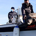 L'Amp Punta Campanella al "Nauticsud" di Napoli: obbiettivo promuovere territorio e tutelare delfini e tartarughe