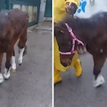 La pony Luce ricoverata a Napoli, volontari del canile di Cava de' Tirreni: «Ha valori epatici che destano preoccupazione»