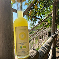 Limoncello Bio: l’ultima novità di Costieragrumi è un ritorno all’arte contadina