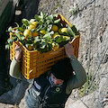 Limone IGP e abbandono terrazzamenti in Costa d’Amalfi, ne parla Angelo Amato su “Decanter”