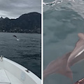 Lo spettacolo dei delfini nelle acque della Costiera Amalfitana / FOTO-VIDEO