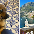 Lola si allontana da casa ed ENPA attiva le ricerche, si era concessa un soggiorno a “Villa Treville” di Positano