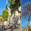 Maiori: alberi pericolanti sul Lungomare, interventi per la sicurezza pubblica