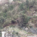 Maiori: albero in bilico, chiusa SP2. Traffico deviato su via Vecchia Chiunzi /FOTO