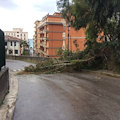 Maiori: albero si abbatte nei pressi delle Scuole Medie, nessun danno [FOTO]