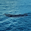 Maiori, chiazza marrone in mare dopo la tempesta /Foto /Video