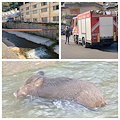 Maiori, cinghiale finisce nel torrente: lo salvano i Vigili del Fuoco [FOTO]