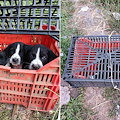 Maiori, cuccioli di cane abbandonati e rinchiusi in cassette di plastica: ora cercano una casa