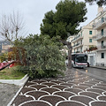 Maiori, forti raffiche di vento abbattono un albero sul lungomare [FOTO e VIDEO]