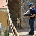 Maltrattati e tenuti incatenati sotto il sole, tre pitbull salvati a Battipaglia