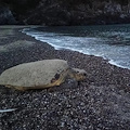 Mamma tartaruga a Camerota: salgono a 6 i nidi di Caretta caretta 