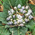 Mandragora scambiata per spinaci, 10 ricoverati a Pozzuoli. L'invito a non acquistare spinaci freschi