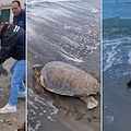 Massa Lubrense, liberate 3 tartarughe nel mare di Punta Campanella