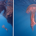 Meduse intente a mangiare plastica al largo di Positano: l'impatto sull'ecosistema e sulla catena alimentare