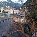 Minori: albero si abbatte sulla strada, nessun coinvolto [FOTO]