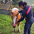 Monteforte Irpino, soccorsi tre pony abbandonati in un parco pubblico: erano denutriti e legati con una corda 