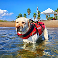 È morta Mira, il cane bagnino che salvò la vita ad otto bambini sulle spiagge del Lazio