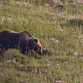 Morte orsa Amarena, Parco Nazione d'Abruzzo aggiorna sul destino dei cuccioli e fa alcune riflessioni 