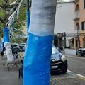 Napoli, alberi ricoperti di plastica per le festa scudetto. L’appello degli ambientalisti: «No a scempio ambientale»