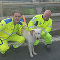 Napoli, cane vagante salvato sulla strada statale 162dir: si cerca il proprietario 