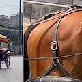 Napoli, cavallo sotto al sole cocente a trainare una carrozza con turisti. Borrelli sporge denuncia 