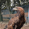 Napoli, splendida aquila reale salvata da morte certa e restituita al suo proprietario 