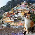 Nella giornata mondiale del gatto, Positano SOS Animali rilancia la raccolta fondi per i randagi