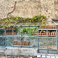 Nella Giornata nazionale del paesaggio Pompei organizza giornata didattica sulle colture antiche