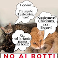 No ai botti di Capodanno. Il post di Positano SOS Animali /foto