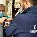 Oggi a Tramonti il primo “chip day” ENPA, sabato 20 appuntamento ad Amalfi