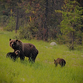 Orsa Jj4 catturata in Trentino, quale destino per i tre cuccioli? 