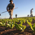 P.S.R. Campania 2014 – 2020, pubblicati 14 bandi per investimenti in agricoltura