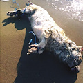 Paestum, Salerno: il mare svela l'atroce cattiveria subita da questo povero animale