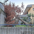 Paura a Piano di Sorrento, il forte vento causa il distacco di un grosso albero nel Parco dei Platani