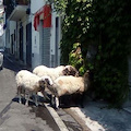 Pecore in vacanza, a Ravello ovini a brucare nel centro storico [FOTO]