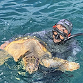 Penisola Sorrentina, recuperate 2 tartarughe nel weekend: una non ce l’ha fatta 