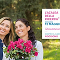 Per la festa della mamma regala un’azalea: sostieni la ricerca Airc