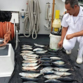 Pesca illegale a Maiori: Guardia Costiera sequestra 100 kg di tonnetti rossi